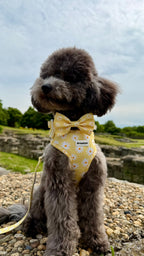 нагръдник куче daisy love pawberry nagradnik kuche кучешки регулируем цветен маргаритки аксесоари за кучета българия панделка