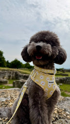 нагръдник куче daisy love pawberry nagradnik nashiynik нашийник каишка kuche кучешки регулируем жълт маргаритки аксесоари за кучета българия