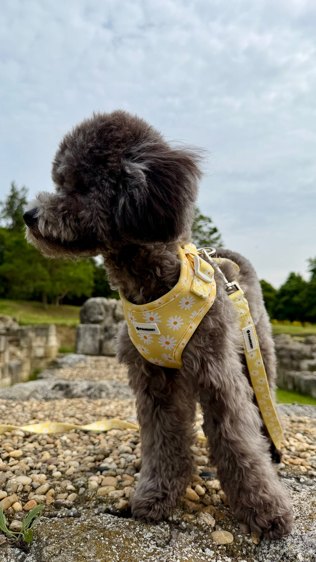 нашийник куче daisy love pawberry nashiynik каишка повод kuche кучешки регулируем жълт  аксесоари за кучета българия