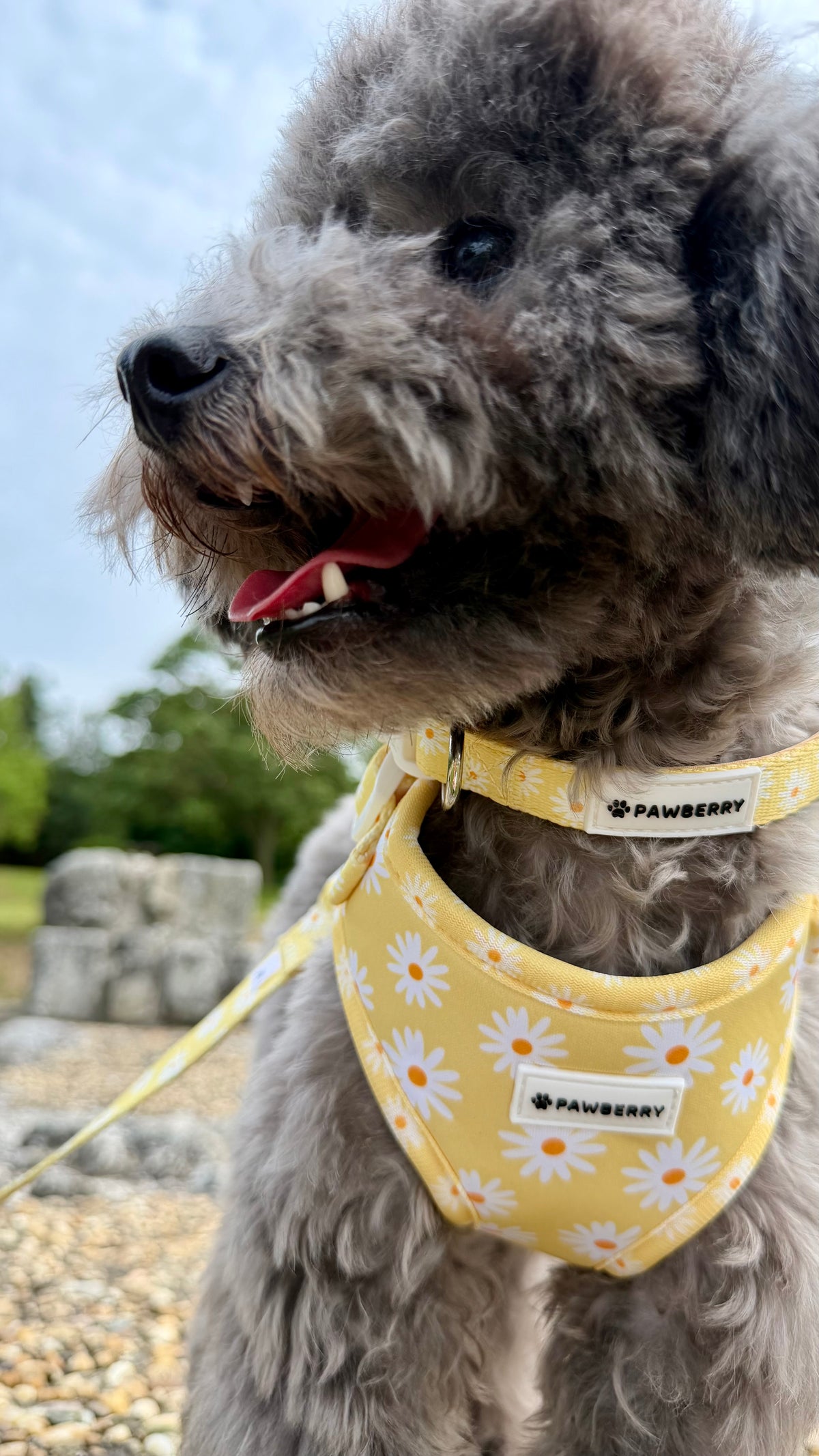 нашийник куче daisy love pawberry nashiynik каишка  kuche нагръдник кучешки регулируем жълт аксесоари за кучета българия
