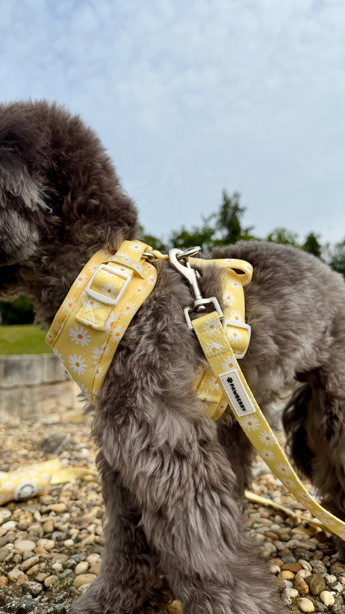 нашийник куче daisy love pawberry nashiynik kuche повод кучешки регулируем цветен аксесоари за кучета българия каишка