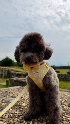панделка куче daisy love нагръдник каишка повод pawberry pandelka kuche кучешки жълта маргаритки аксесоари за кучета българия