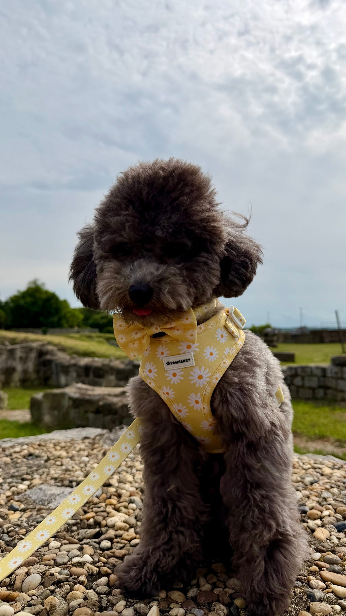 панделка куче daisy love нагръдник каишка повод pawberry pandelka kuche кучешки жълта маргаритки аксесоари за кучета българия